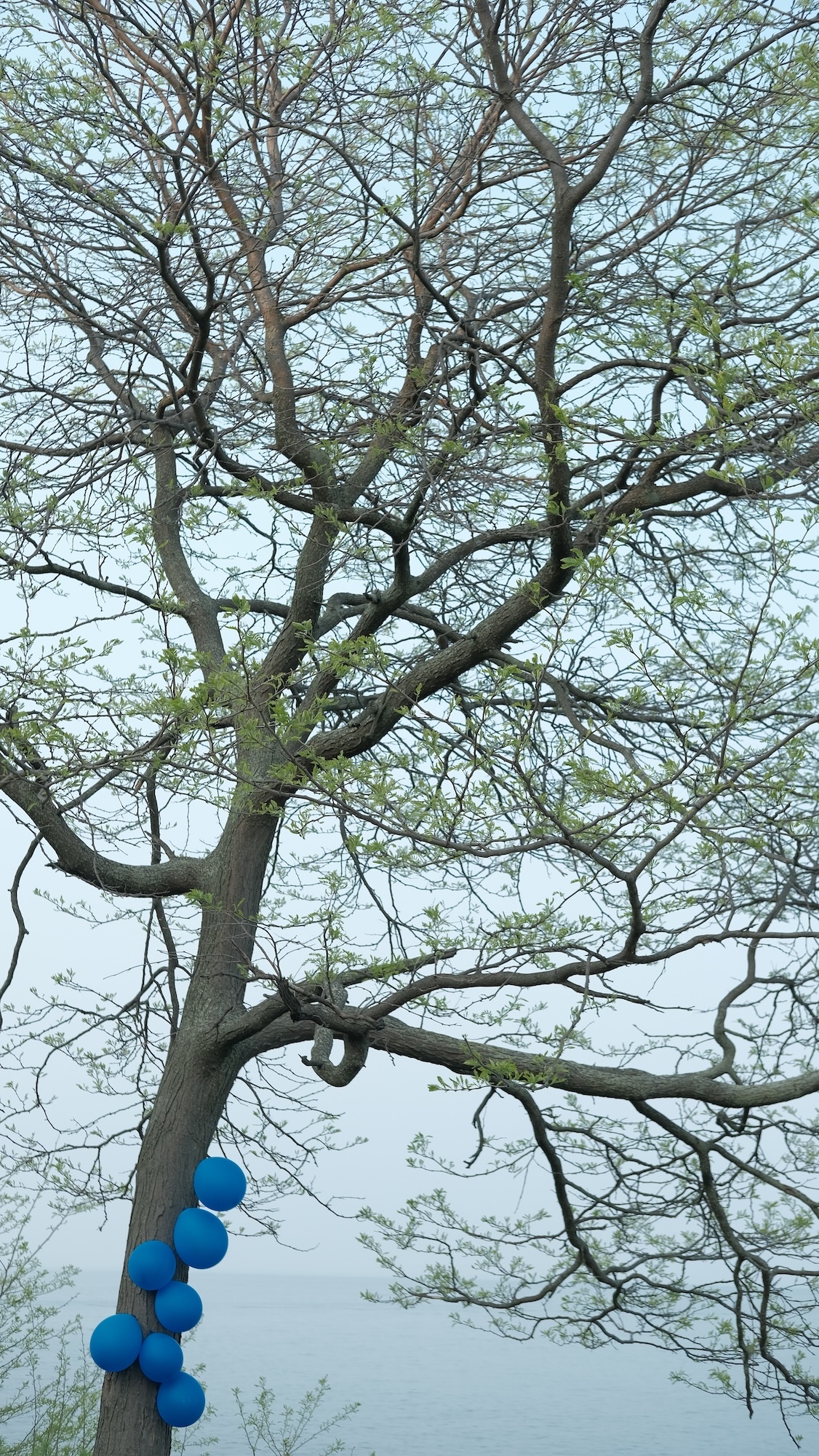 lake ontario record image 3