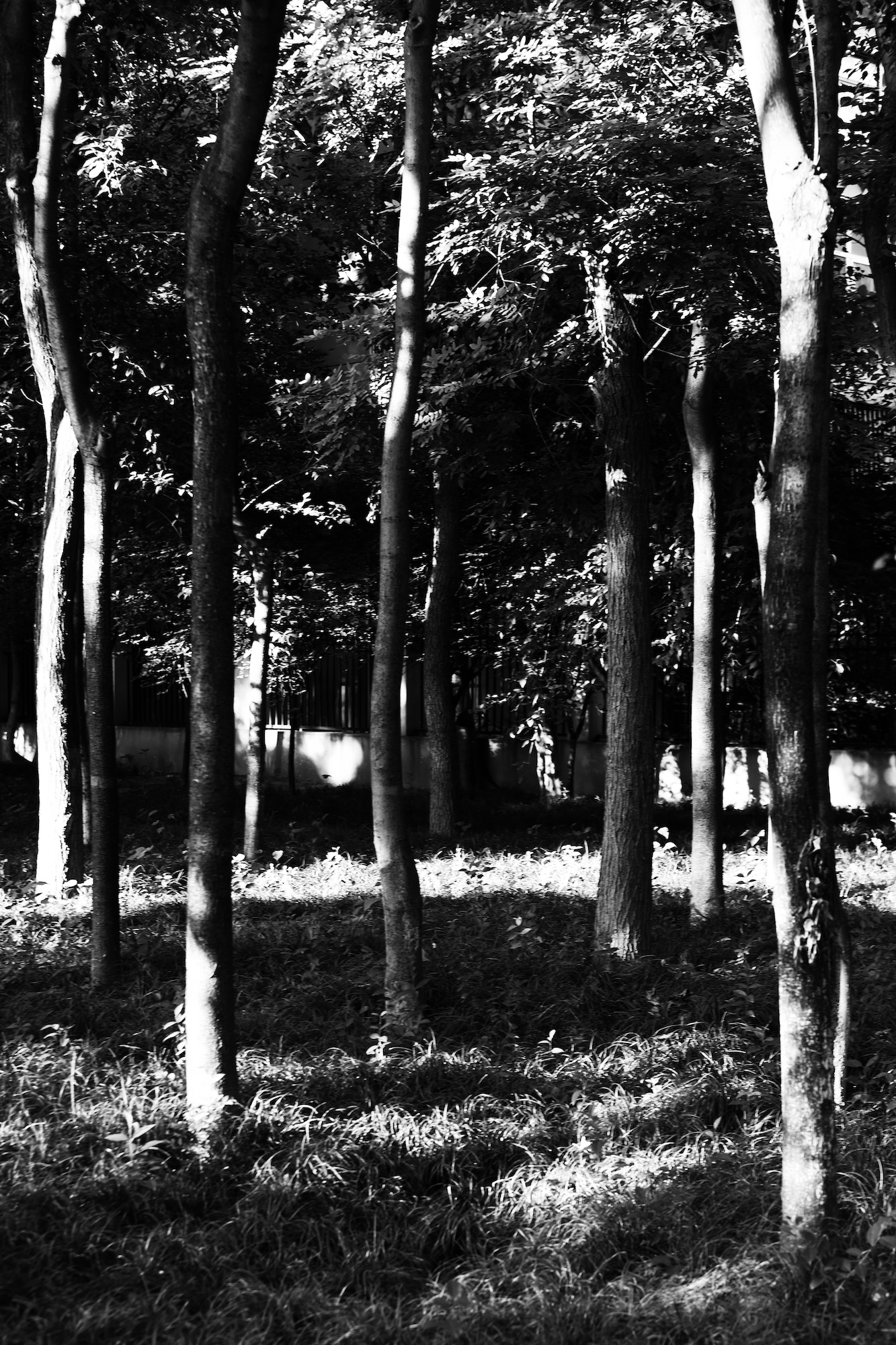 Noir et Blanc image 4